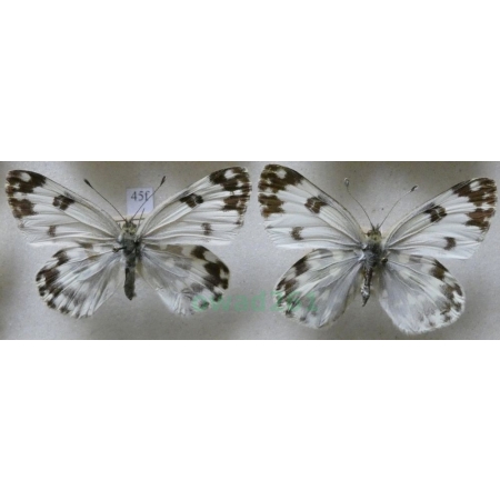 Pontia edusa (Fabricius, 1777) pair Bielinek rukiewnik Czech45f